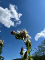 Thistle blossoms against the blue sky