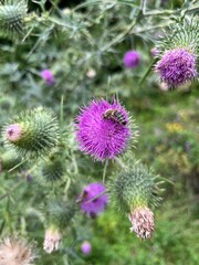 Bees on the blossom of a thistle