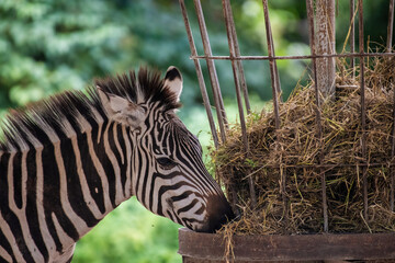zebra in the zoo