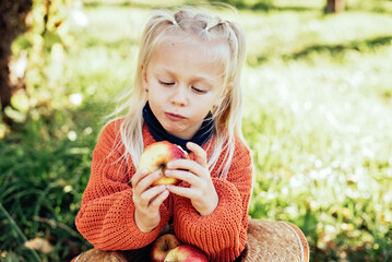 Child picking apples on farm in autumn. Little girl playing in tree orchard. Healthy nutrition. Cute little girl eating red delicious fruit. Harvest Concept. Apple picking.