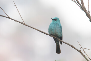 verditer flycatcher or Eumyias thalassinus in Binsar in Uttarakhand, India