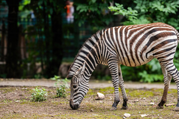 zebra eating grass
