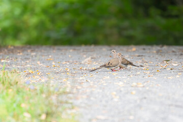 The pair of the mourning doves in the Chesapeake and Ohio Canal National Historical Park.Maryland.USA