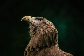 portrait of a eagle