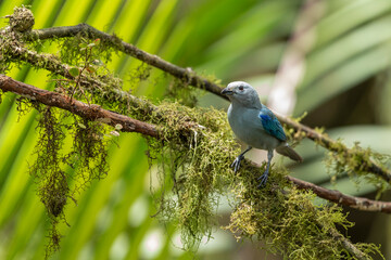 Blue-grey Tanager (Thraupis episcopus) perched on a branch in its natural environment in Ecuador. Tangara azuleja posada en una rama. Aves de Ecuador. Birds of Ecuador.