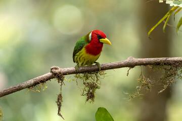 Red-headed Barbet (Eubucco bourcierii) perched on a branch in its natural environment in Ecuador. Barbudo cabecirrojo. Aves de Ecuador. Birds of Ecuador.