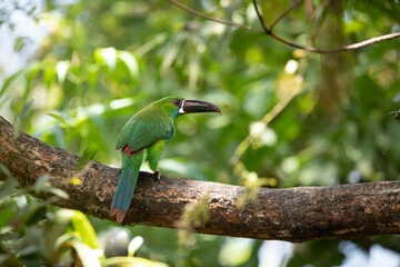 Crimson-rumped Toucanet (Aulacorhynchus haematopygus) in its natural environment in Ecuador. Tucanete culirrojo. Aves de Ecuador. Birds of Ecuador.