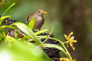 Ecuadorian Trush (Turdus maculirostris) in its natural environment. Birds of Ecuador. Mirlo ecuatoriano. Aves de Ecuador. Birds of Ecuador.