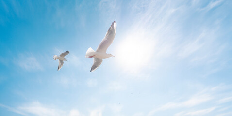 大空を飛ぶカモメ　爽やかな空