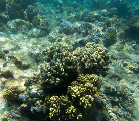 a photo of colorful coral reef
