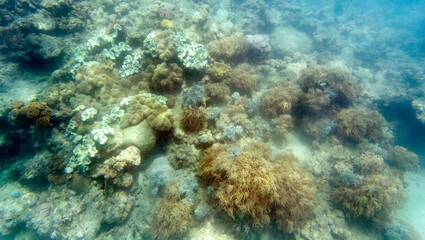 a photo of colorful coral reef