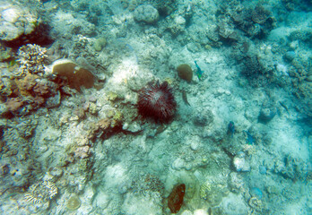 a photo of colorful coral reef