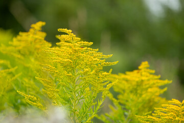 Bright yellow flowers of Canadian goldenrod blooming in the meadow. Beautiful summer scenery of Latvia, Northern Europe.