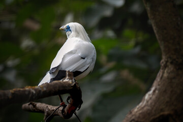 Bali myna