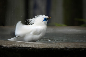 Bali myna