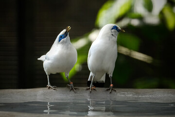 Bali myna