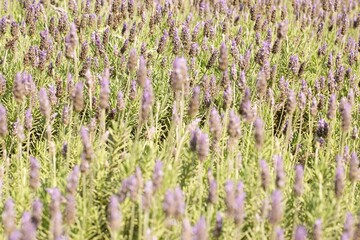 Fototapeta premium Jardim de flor lavanda. 