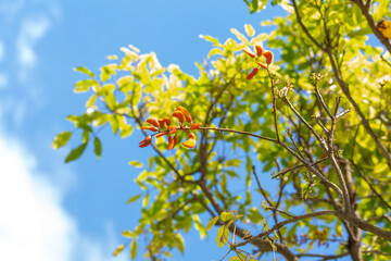 Galho, folhas, flores e céu azul. 