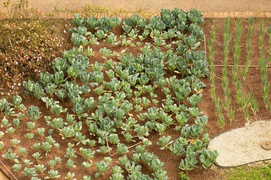 Horta de cebolinha e couve. 
