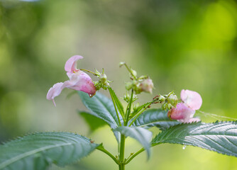 Bright pink flowers of himalayan balsam plant growing near the water. Beautiful Summer scenery of Latvia, Northern Europe.