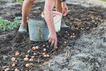 Obraz premium A man collects potatoes with his hands in the garden.