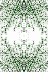 Fototapeta premium Galhos e folhas de cor verde. 