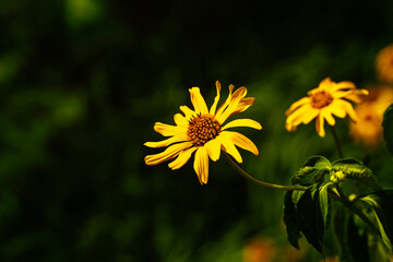 Rudbekia (Rudbeckia)