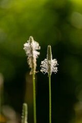 Small flowers of hoary plantain blooming in the meadow. Beautiful Summer scenery of Latvia, Northern Europe.