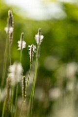 Small flowers of hoary plantain blooming in the meadow. Beautiful Summer scenery of Latvia, Northern Europe.