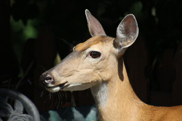 Deer just enjoying some bird seed
