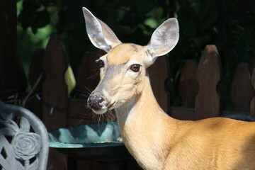 Deer just enjoying some bird seed