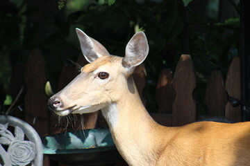 Deer just enjoying some bird seed