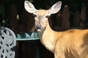 Deer just enjoying some bird seed