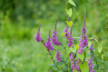 Purple loosestrife flowers blooming near the water. Beautiful Summer scenery of Latvia, Northern Europe.