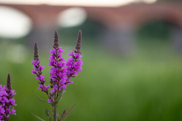 Purple loosestrife flowers blooming near the water. Beautiful Summer scenery of Latvia, Northern Europe.