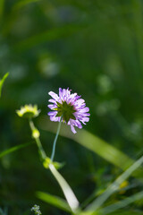 Purple wildflower blooming in a forest meadow. Beautiful Summer scenery of Latvia, Northern Europe.