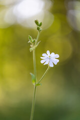 White wildflowers blooming in the meadow. Beautiful summer scenery of Latvia, Northern Europe.