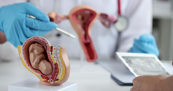 Gynecologist shows uterus of fetus of child and an x-ray of early pregnancy. Pregnancy planning and IVF concept