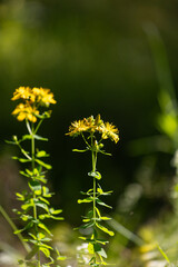Yellow wildflowers blooming in the forest meadow. Beautiful Summer scenery of Latvia, Northern Europe.