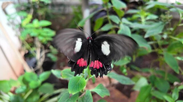 mariposas 