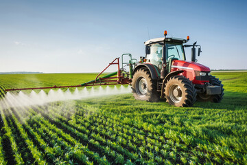 Fototapeta premium A tractor sprays a field of green crops on a sunny day. The tractor is driving across the field