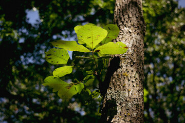leaves in the forest