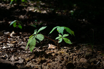 plant in the ground