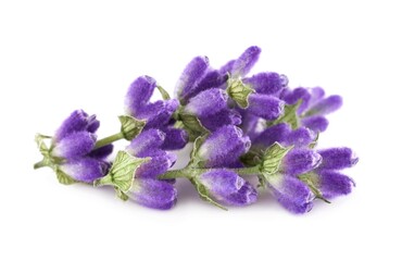 Lavender flowers isolated on white background  