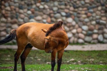 horse and foal