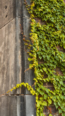 Wild grapes wall background with copy space.