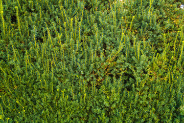 Evergreen fir branches background with copy space. Gardening concept photo.