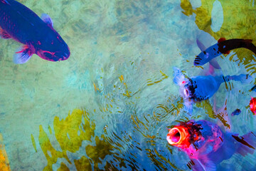 Colorful koi fish in water. Abstract background and texture.
