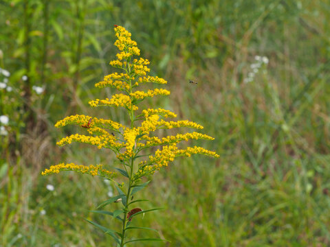 Bl&uuml;tenstand der Kanadischen Goldrute, Solidago canadensis