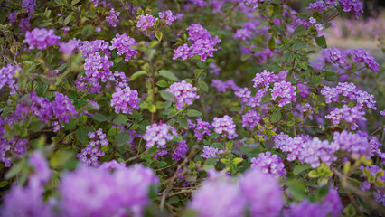Obraz premium Vibrant purple lantana camara blossoms flourishing in the outdoor ambience of murcia, spain.